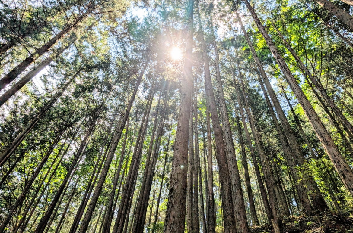 森林伐採のイメージ